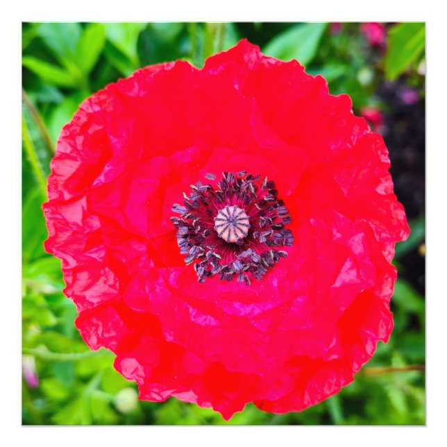 Impression Photo Fleurs (Devant)