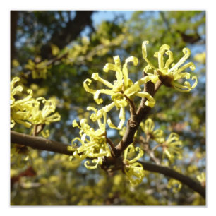 Impression Photo Fleurs à puces de sorcière