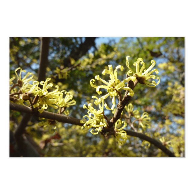 Impression Photo Fleurs à puces de sorcière (Devant)