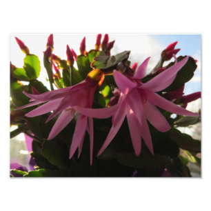 Impression Photo Fleurs assez roses de cactus de Pâques