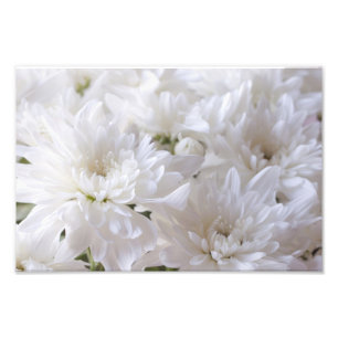 Impression Photo Fleurs blanches élégantes