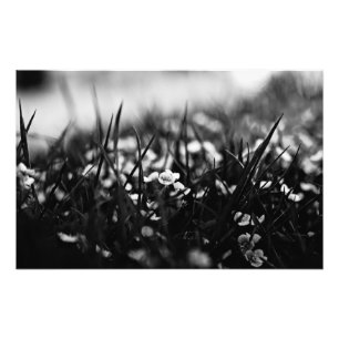 Impression Photo Fleurs dans le champ au printemps