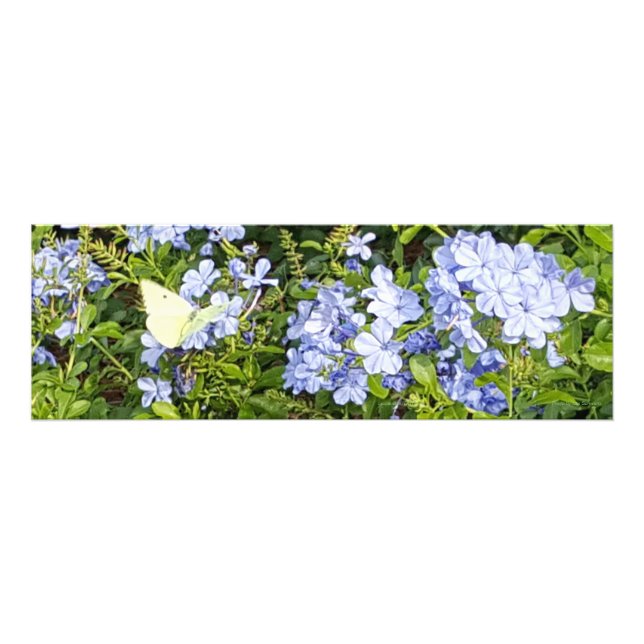 Impression Photo Fleurs de Beurre jaune Lavande Bleu Plumbago (Devant)