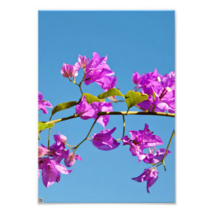 Impression Photo Fleurs de Bougainvilliers