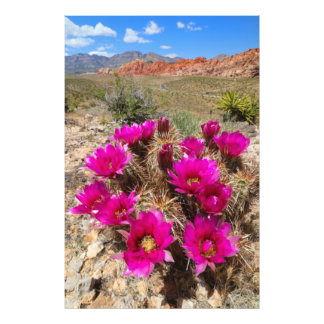 Impression Photo Fleurs de cactus roses en Red Rock Canyon, NV