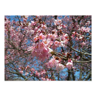Impression Photo Fleurs de cerisier et fleurs de printemps roses d'