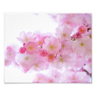 Impression Photo Fleurs de cerisier japonaises