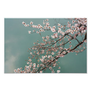 Impression Photo Fleurs de cerisier rose clair sur arrière - plan t