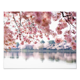 Impression Photo Fleurs de cerisiers