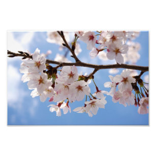 Impression Photo Fleurs de cerisiers et ciel bleu clair