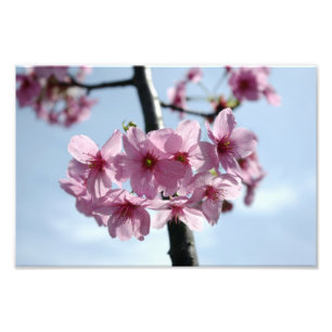Impression Photo Fleurs de cerisiers roses et ciel bleu clair