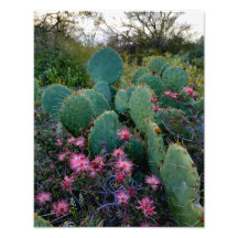 Fleurs de duster rose et cactus de poires