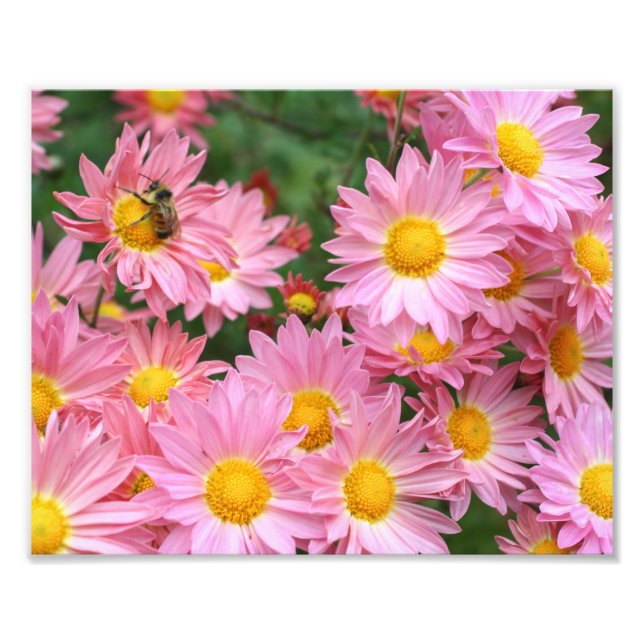 Impression Photo Fleurs De Faisée Rose Et Bumble Bee 8x10 (Devant)
