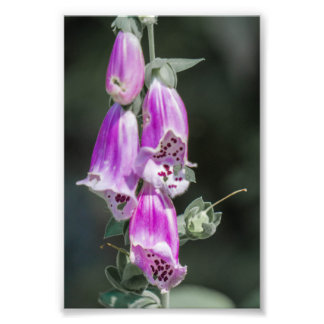 Impression Photo Fleurs de Foxglove