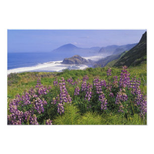 Impression Photo Fleurs de lupin et littoral accidenté le long