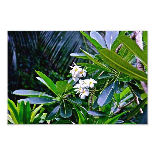 Impression Photo Fleurs de Plumeria Blanche (Devant)