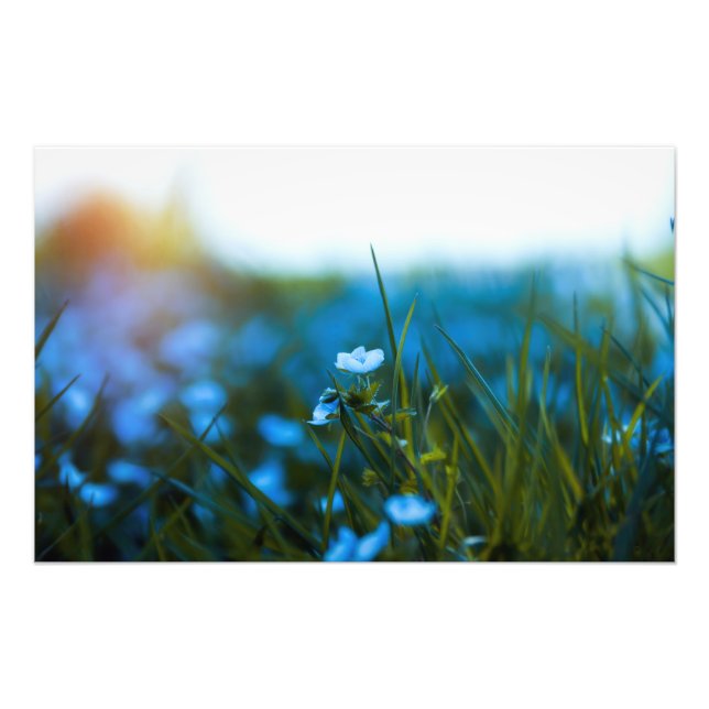 Impression Photo Fleurs de printemps dans le champ (Devant)