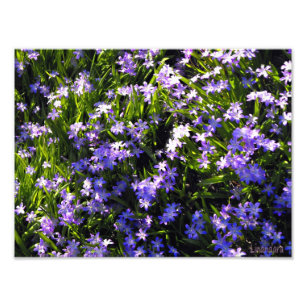 Impression Photo Fleurs de printemps de Squill Bleu