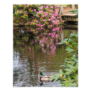 Impression Photo Fleurs de Rhododendron rose reflet d'eau