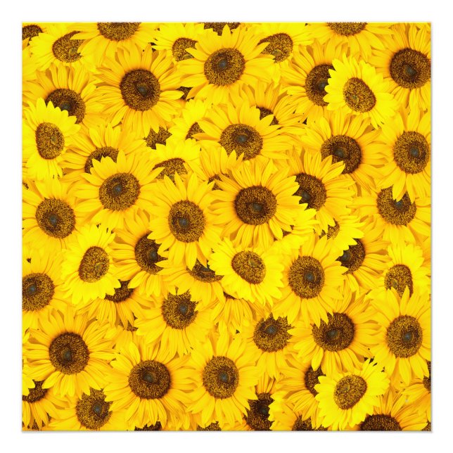 Impression Photo Fleurs de soleil (Devant)
