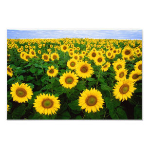 Impression Photo Fleurs de soleil à Fargo, Dakota du Nord