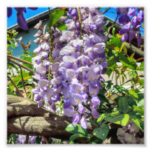 Fleurs de violet Wisteria