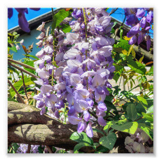 Impression Photo Fleurs de violet Wisteria