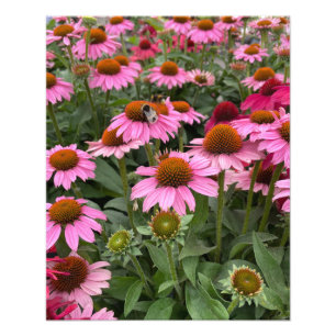 Impression Photo Fleurs d'Echinacea rose et abeilles magnifiques