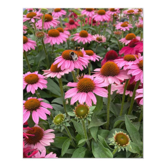 Impression Photo Fleurs d'Echinacea rose et abeilles magnifiques (Devant)