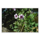 Fleurs d'observation