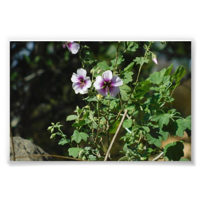 Impression Photo Fleurs d'observation (Devant)