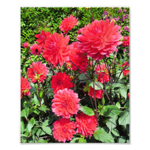 IMPRESSION PHOTO FLEURS DU JARDIN DE PAYS
