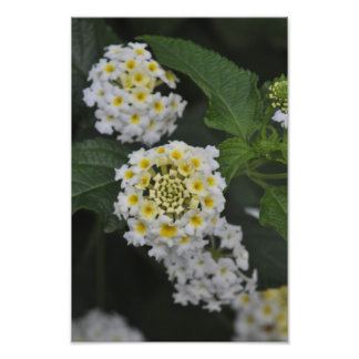 Impression Photo Fleurs - Flores