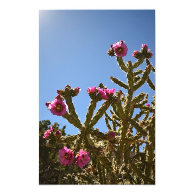 Impression Photo Fleurs florissantes de cactus de cholla (Devant)
