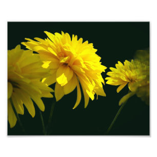Impression Photo Fleurs Goldquell Jaunes Au Soleil 8x10