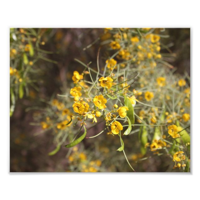 Impression photo Fleurs Jaunes (Devant)