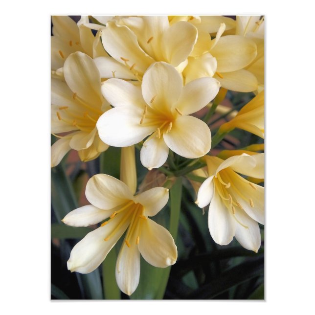IMPRESSION PHOTO FLEURS JAUNES (Devant)