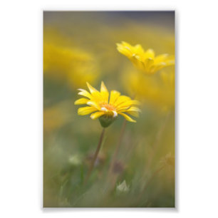 Impression Photo Fleurs jaunes