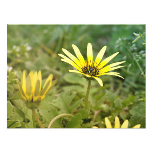Impression Photo Fleurs jaunes