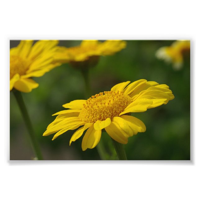 Impression Photo Fleurs jaunes (Devant)