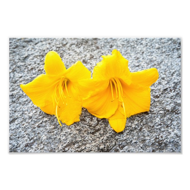 Impression Photo fleurs jaunes de jour en pleine floraison (Devant)