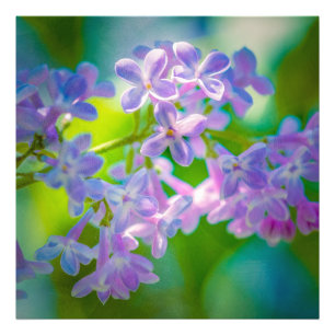 Impression Photo Fleurs Lilac Violettes