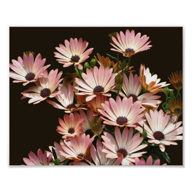 Impression Photo Fleurs marguerites africaines roses 8x10 (Devant)