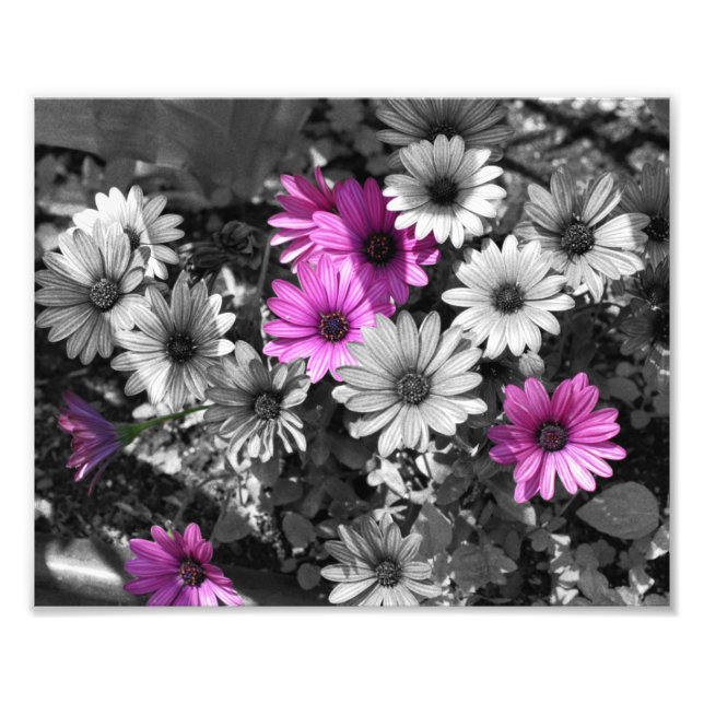 Impression Photo Fleurs marguerites violettes africaines Couleur pa (Devant)