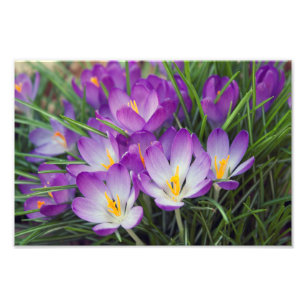 Impression Photo Fleurs pourpres lumineuses de crocus de ressort