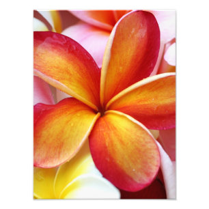 Impression Photo Fleurs rouges jaunes d'Hawaï de Frangipani de
