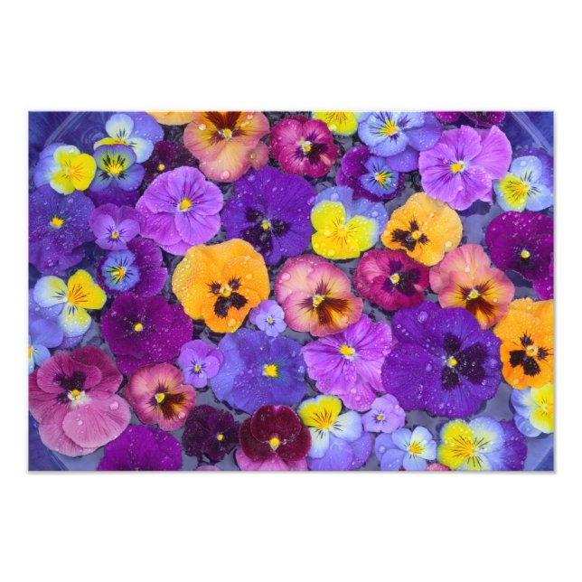 Impression Photo Fleurs sanseuses flottant dans le bain d'oiseau av (Devant)