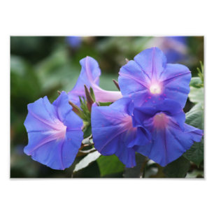 Impression Photo Fleurs sauvages bleus lumineux de gloire de matin
