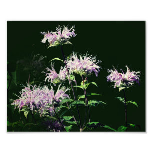 Impression Photo Fleurs sauvages de Monarde pourpre 20x25