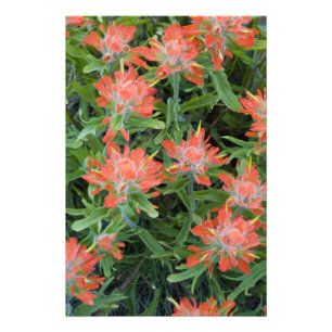 Impression Photo Fleurs sauvages indiens de pinceaux dans la multit